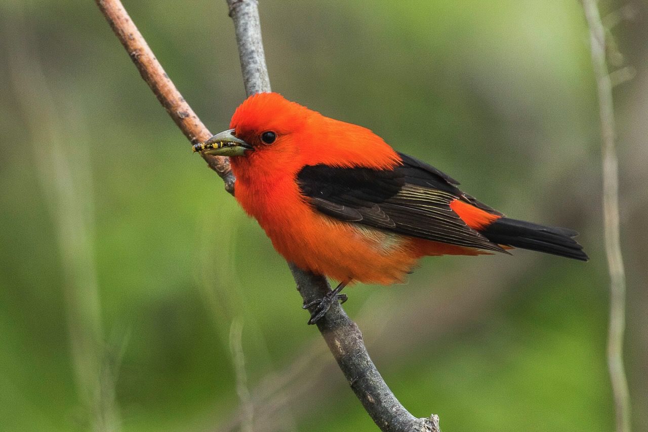 Scarlet Tanager - Point Pelee - Ontario 11052017-FJ0A4632 (28036926339) by Francesco Veronesi from Italy is licensed under CC BY-SA 2.0.